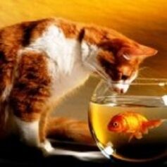 Натаэль Зика Натаэль Зика