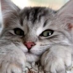 Юлия Марлин Юлия Марлин